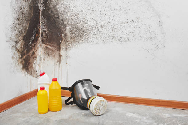 Best Mold Damage Repair  in Lwa, CA