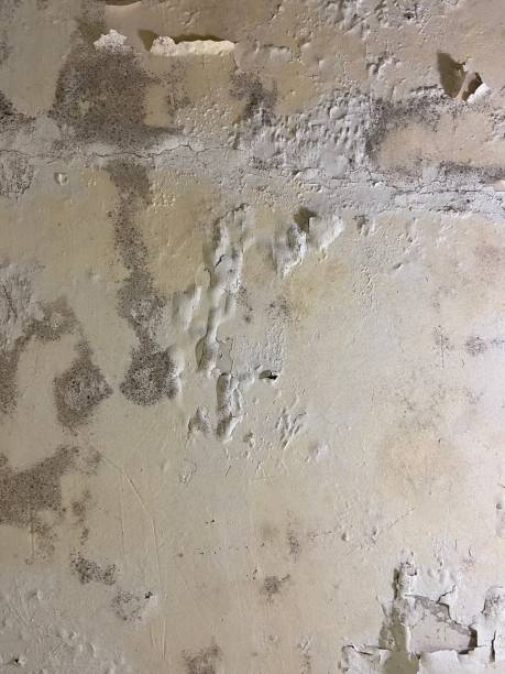 Best Mold Remediation  in Lwa, CA