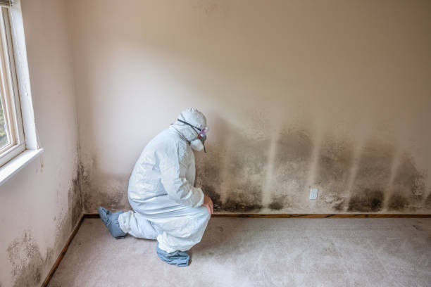 Best Attic Mold Removal  in Lwa, CA