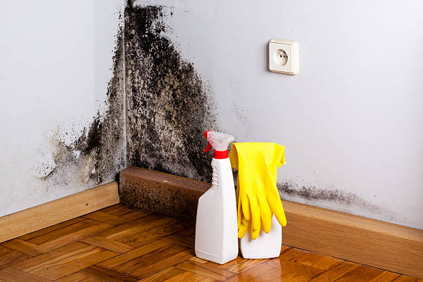 Best Crawl Space Mold Removal  in Lwa, CA