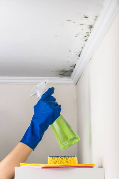 Best Best Mold Removal Companies  in Lwa, CA
