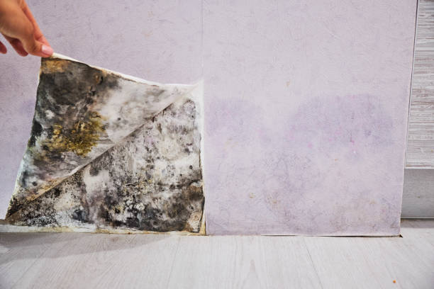 Best Mold Removal Near Me  in Lwa, CA